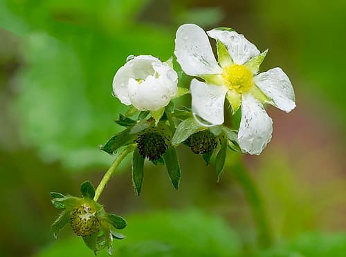 USA-Washington State Strawberry blossoms Art Print